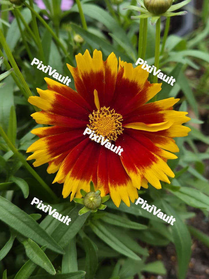 Plains Coreopsis Flower